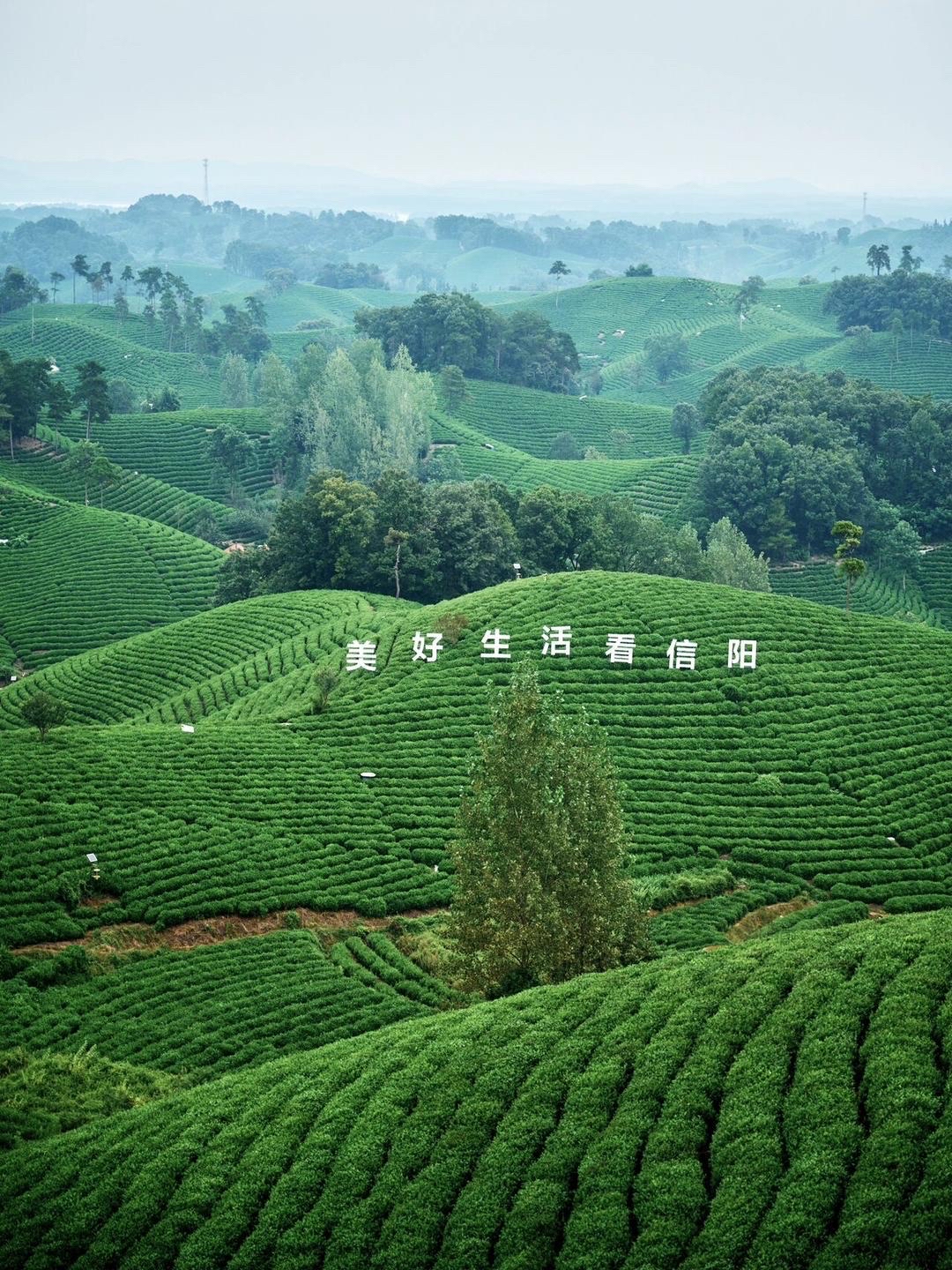 【招募视频创作者】河南信阳茶山之约