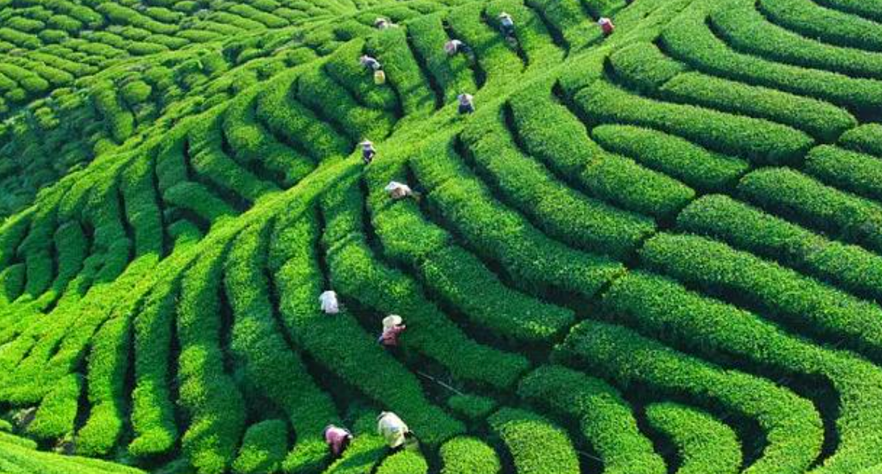 某汽车品牌招募